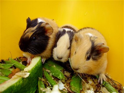 three young guinea pigs photo