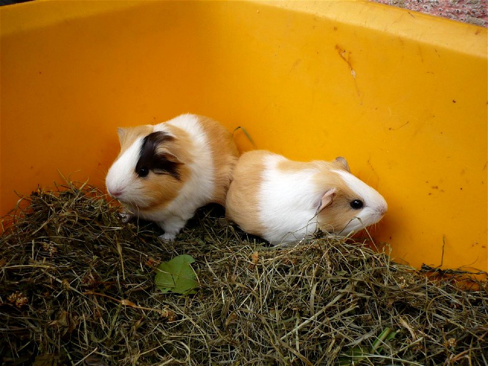 two young guinea pigs