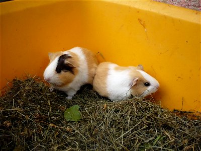 two young guinea pigs photo
