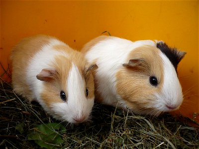 two young guinea pigs photo