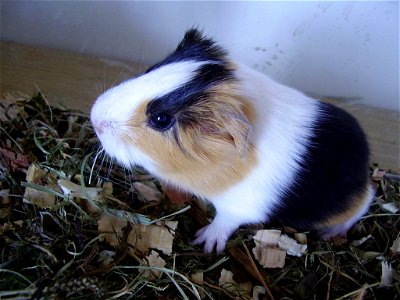 young guinea pig photo