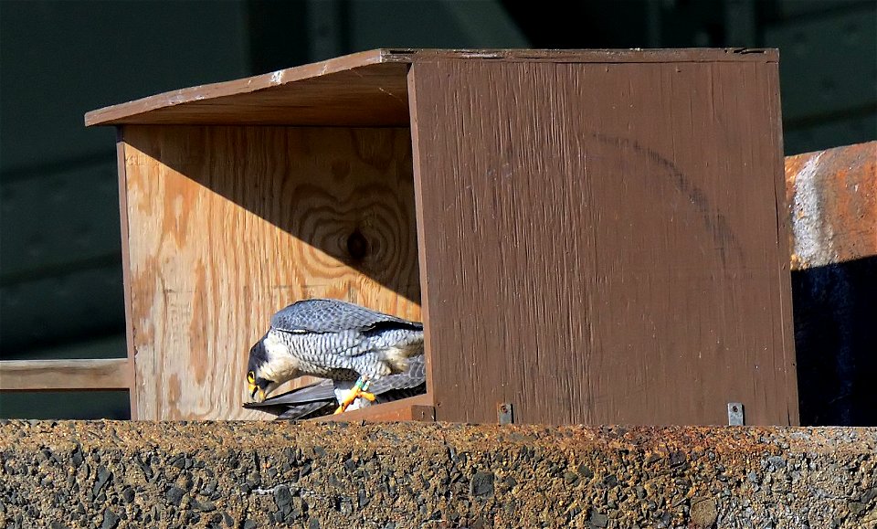 A partnership between MassDOT and the Massachusetts Division of Fisheries and Wildlife's Natural Heritage and Endangered Species Program to preserve a rare species is taking new steps at the site of a