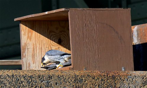 A partnership between MassDOT and the Massachusetts Division of Fisheries and Wildlife's Natural Heritage and Endangered Species Program to preserve a rare species is taking new steps at the site of a photo