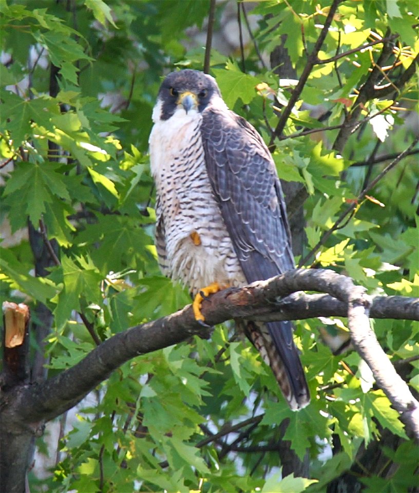 Female Peregrine Falcon photographed at Missisquoi National Wildlife Refuge. photo credit: Ken Sturm/USFWS photo