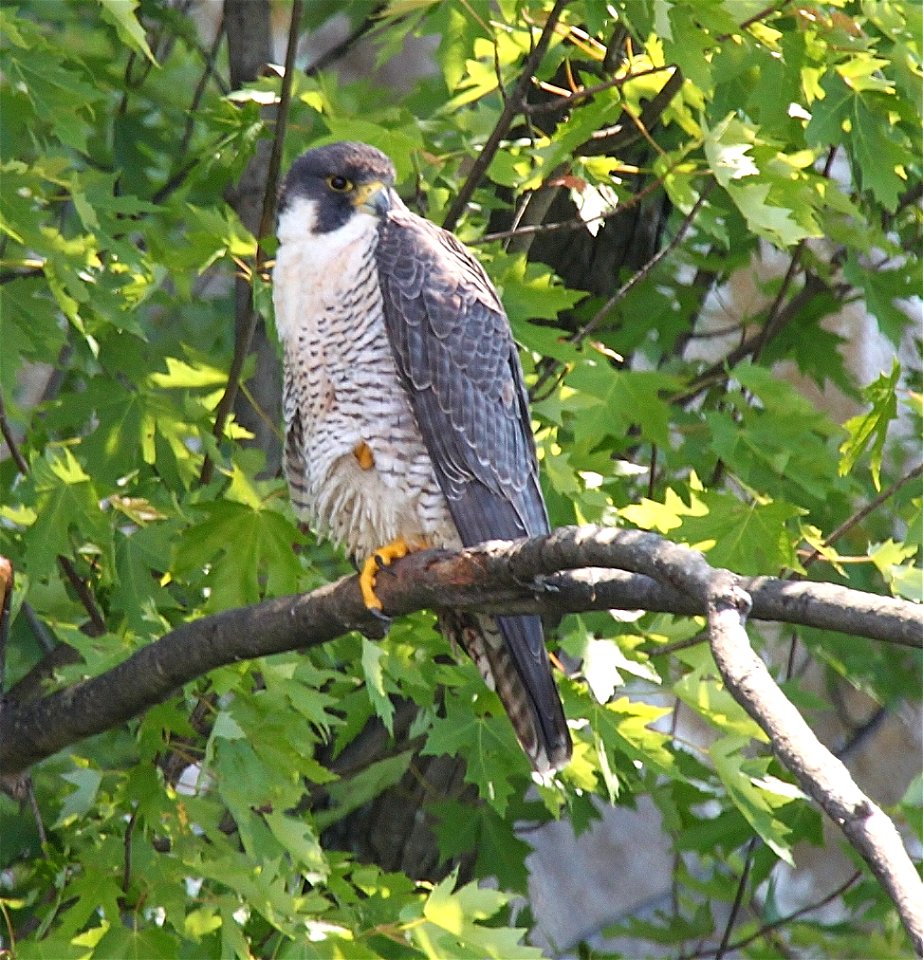 Female Peregrine Falcon photographed at Missisquoi National Wildlife Refuge. Credit: Ken Sturm/USFWS photo