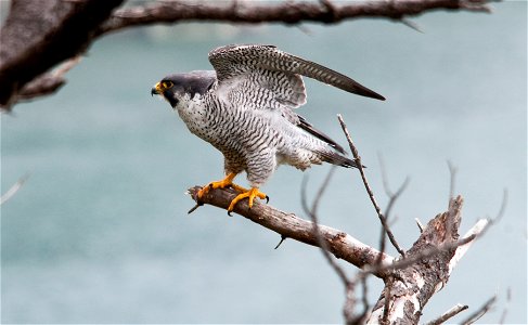 Peregrine Falcons nest within Oregon Islands, Three Arch Rocks, and Cape Meares National Wildlife Refuges, OR. Photo courtesy of Roy W. Lowe photo
