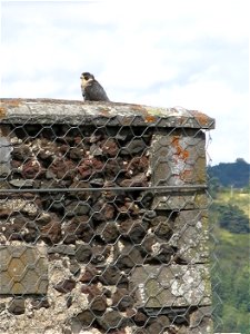 Peregrine Falcon on a chimney of the Murol castle (Puy-de-Dôme, France).