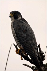 Peregrine Falcon You are free to use this image with the following photo credit: Peter Pearsall/U.S. Fish and Wildlife Service photo