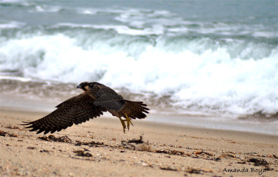 Nantucket National Wildlife Refuge

Photo: Amanda Boyd, USFWS