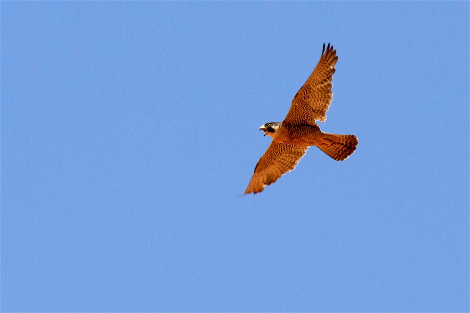 NEWS RELEASE: Temporary rock cliff closures to protect peregrine falcons in effect starting January 15
Certain recreational activities are prohibited from Jan 15 to Aug 15, 2021.