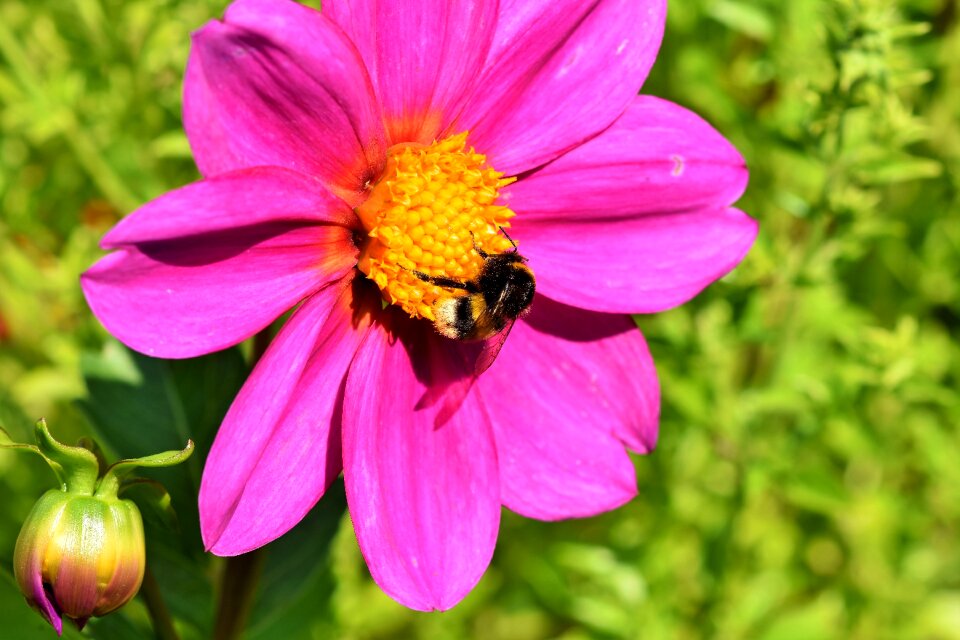 Hummel insect flower
