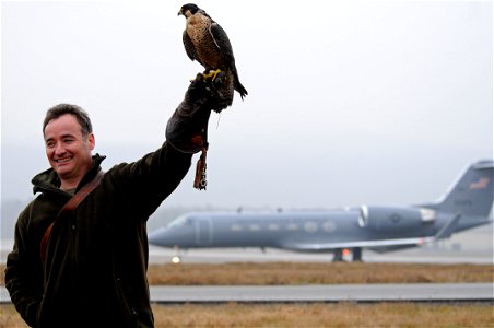 Charlie, a peregrine falcon, stands by with its handler for a call near the Ramstein Air Base flightline Feb. 4, 2009. Charlie scares all other birds off the flightline so they don't interfere with in photo
