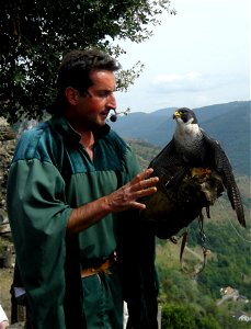 Falconer and peregrine falcon at the castle of Lordat (Ariège)