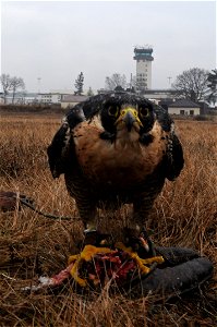 Charlie, a peregrine falcon, stands by for a call near the Ramstein Air Base flightline Feb. 4, 2009. Charlie scares all other birds off the flightline so they don't interfere with inbound or outbound photo