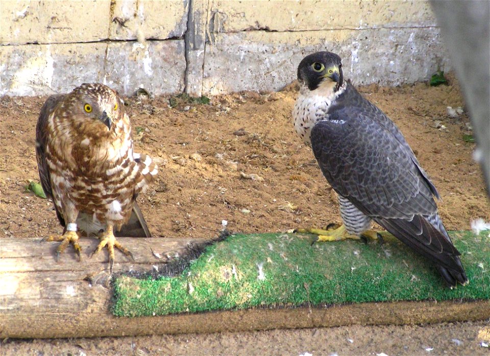 Taken in the Garden for Zoologic Research, Tel Aviv University, Israel.