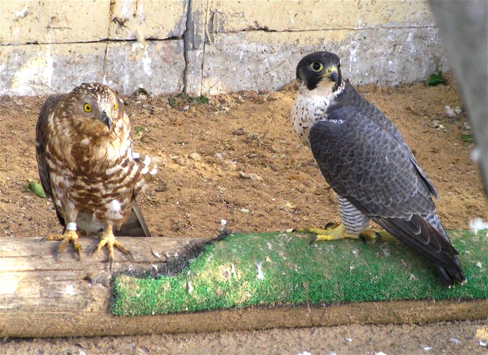 Taken in the Garden for Zoologic Research, Tel Aviv University, Israel. photo