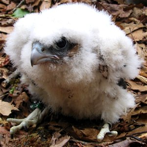 Peregrine falcon chick in Acadia National Park, Maine, United States. photo