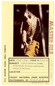 Captive peregrine falcon at University of Alaska experimental station at Fairbanks