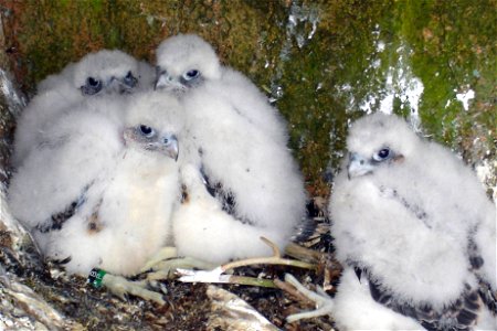 Peregrine falcon chicks back in their scrape after being banded, Acadia National Park, Maine, United States.