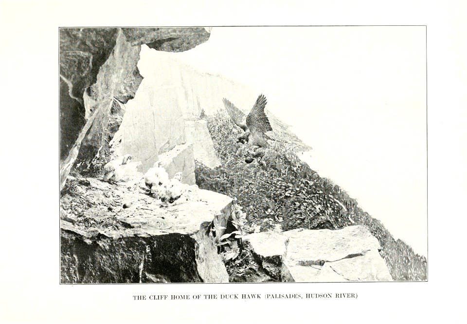 The human side of birds,  by Royal Dixon; with four illustrations in colours by S. H. Wainwright, jr., and with thirty-two illustrations from photographs.