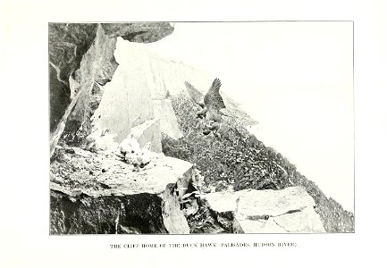 The human side of birds,  by Royal Dixon; with four illustrations in colours by S. H. Wainwright, jr., and with thirty-two illustrations from photographs.