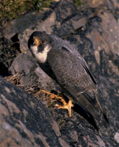 Falco peregrinus nest USFWS free