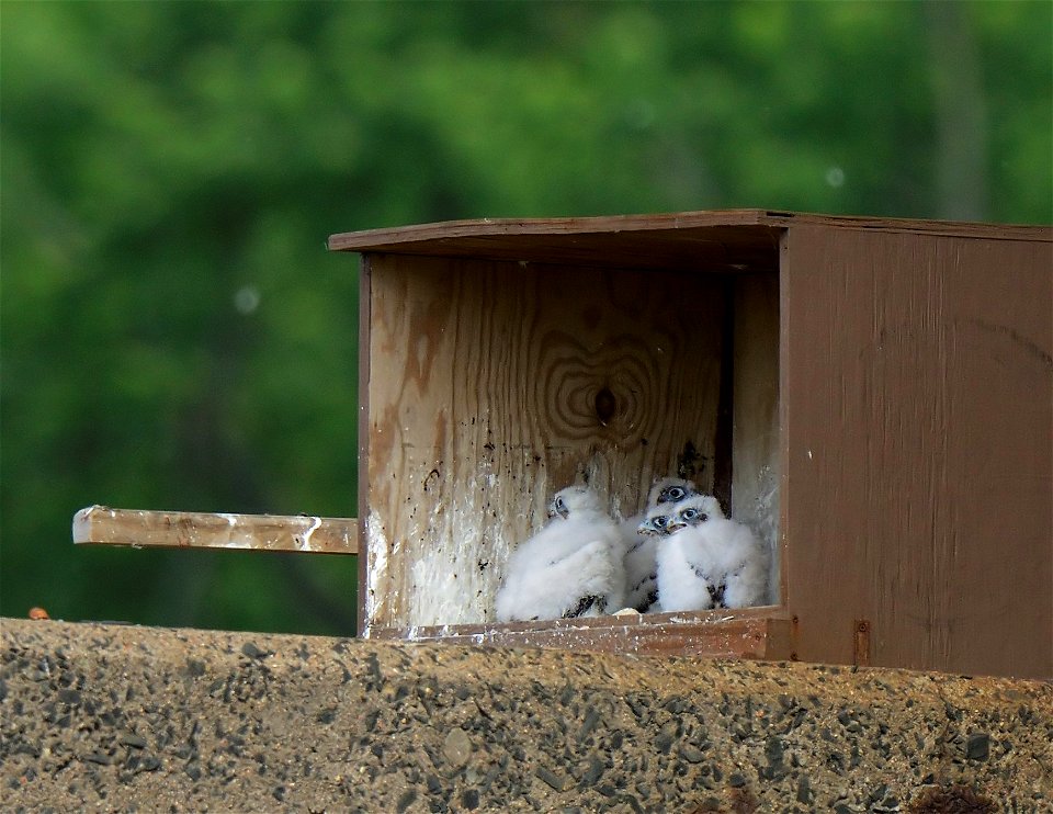 Peregrines at the I-90 bridge over the Connecticut River in Chicopee/West Springfield have nested in the special box placed on the bridge.  
MassWildlife working with MassDOT installed the current per