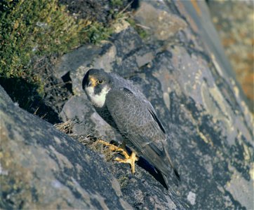 Falco peregrinus tundrius at nest, Alaska - USFWS photo