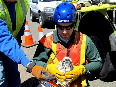A longstanding partnership between MassDOT and the Massachusetts Division of Fisheries and Wildlife's Natural Heritage and Endangered Species Program to preserve the rare Peregrine Falcon species is n