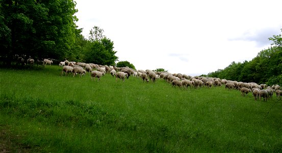 Schafe am Hang des Staffelbergs