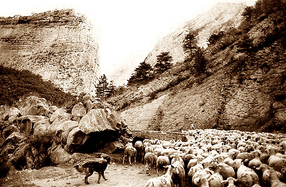 Transhumance la montée vers l'alpe