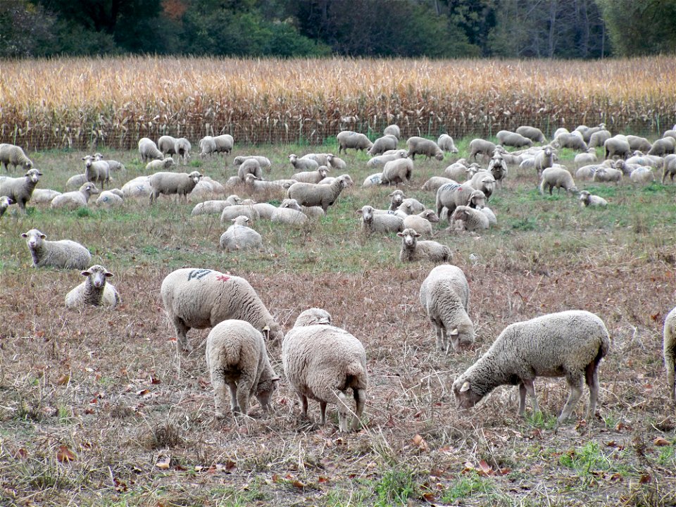 Moutons près de Céreste, Alpes de Haute Provence, France