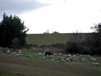 troupeu de moutons à Vachères (04) photo