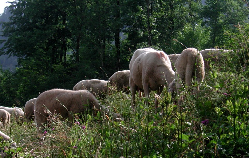 Valle Seriana, provincia di Bergamo, Italy, pecore al pascolo