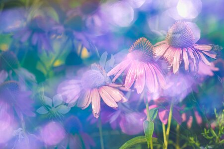 Flower summer pink