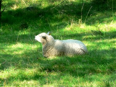 Image title: White sheep resting Image from Public domain images website, http://www.public-domain-image.com/full-image/fauna-animals-public-domain-images-pictures/sheeps-public-domain-images-pictures photo