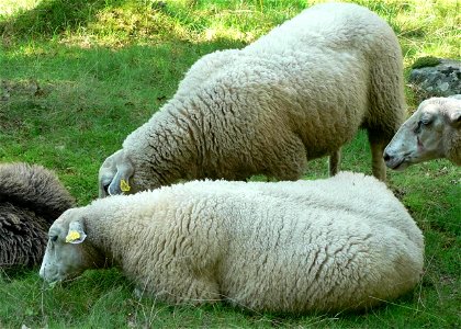 Image title: White sheep
Image from Public domain images website, http://www.public-domain-image.com/full-image/fauna-animals-public-domain-images-pictures/sheeps-public-domain-images-pictures/white-s