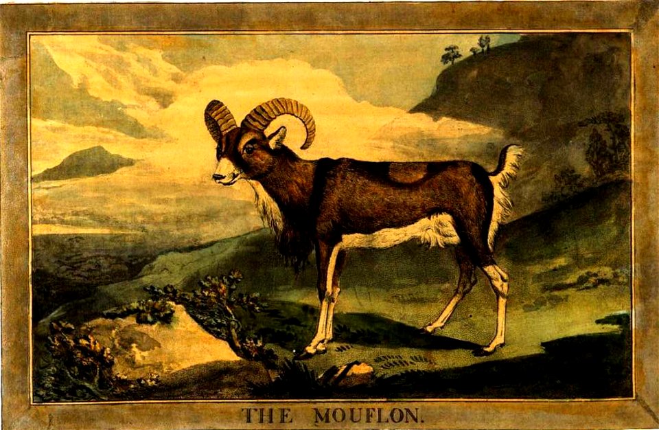 Illustration from Charles Catton the Younger Animals drawn from nature and engraved in aqua-tinta