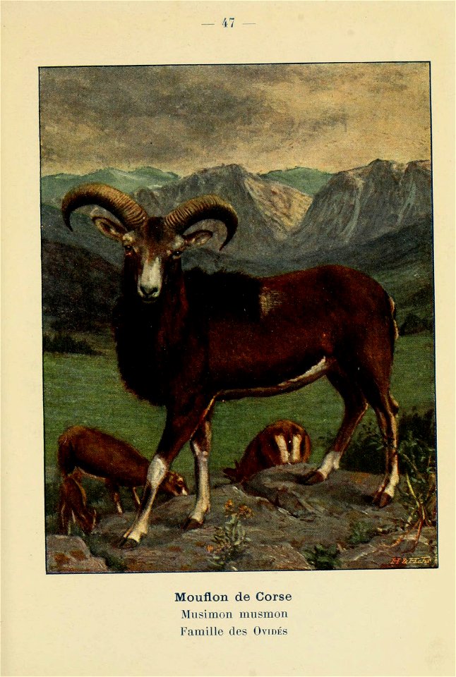 — 47 
Mouflon de Corse 
Musimon musraon 

Famille des Ovidés