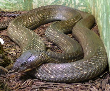 King cobra (Ophiophagus hannah)