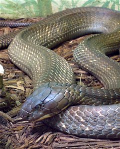 King cobra (Ophiophagus hannah)