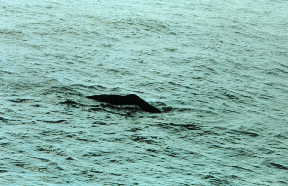 Sperm whale surfacing in the Gulf of Mexico. Southeast of Mississippi Passes, Gulf of Mexico