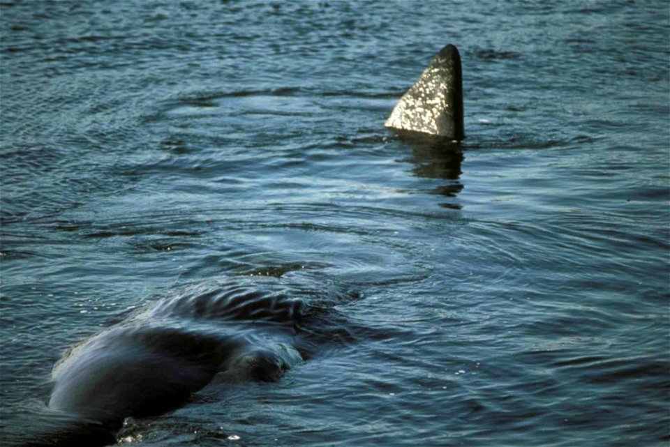 Image title: Sperm whale swimming in water close up (Physeter macrocephalus)
Image from Public domain images website, http://www.public-domain-image.com/full-image/fauna-animals-public-domain-images-p