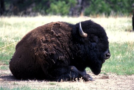 Bison resting in grasses photo