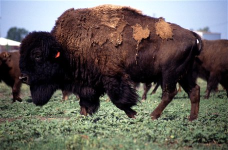 This bison is part of a 13-head herd involved in a brucellosis vaccine study at the National Animal Disease Center in Ames, Iowa. Image Number K7846-10