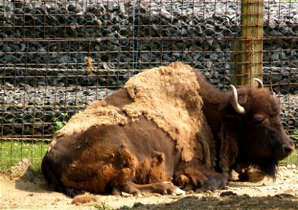 Image title: Bison at rest zoo America
Image from Public domain images website, http://www.public-domain-image.com/full-image/fauna-animals-public-domain-images-pictures/bison-buffalo-public-domain-im