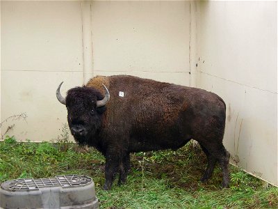 Image title: Bison in holding pen
Image from Public domain images website, http://www.public-domain-image.com/full-image/fauna-animals-public-domain-images-pictures/bison-buffalo-public-domain-images-