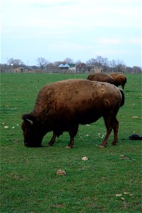 A bison on a wildlife refuge in Riverhead, New York.