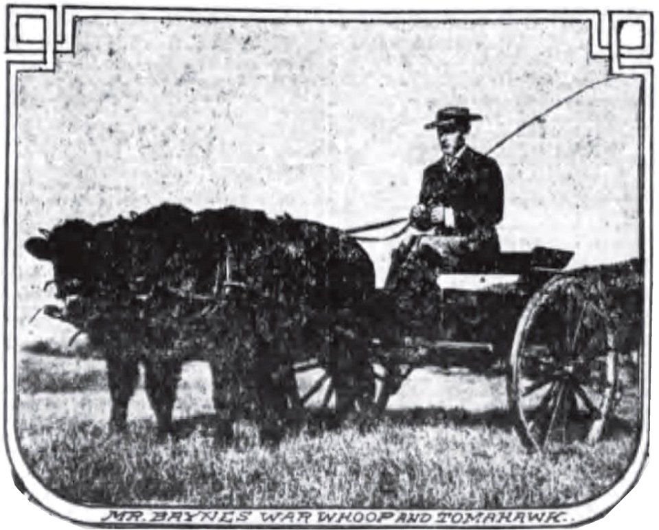 The American naturalist Ernest Harold Baynes (1868–1925) driving his team of trained bison, War Whoop and Tomahawk. He did much to found the movement to conserve bison from extinction. See his work Wa