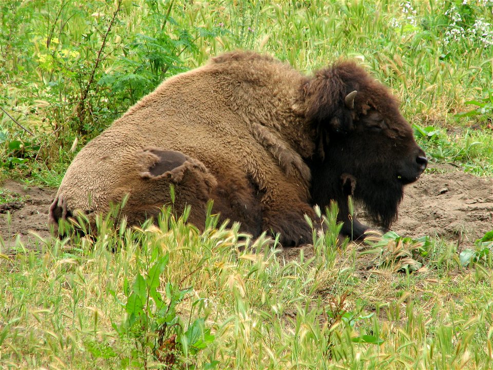 Bison at the San Francisco Golden Gate Park Paddock